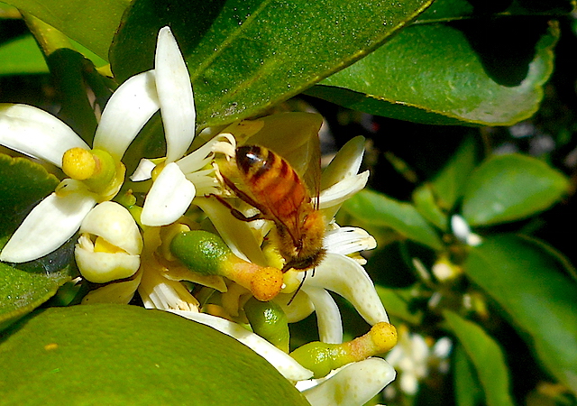 bees pollinating a lime tree flower